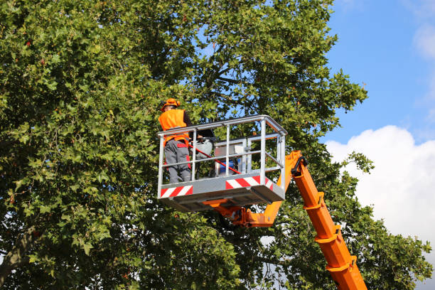 Best Emergency Tree Removal  in Crofton, MD