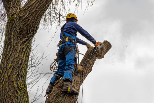 Best Palm Tree Trimming  in Crofton, MD