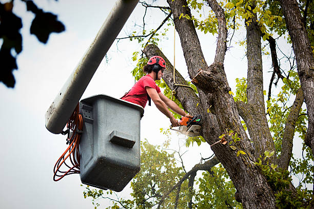 Best Leaf Removal  in Crofton, MD